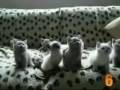10 Cutest Cat Moments
