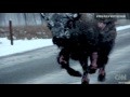 /4c48d7e1d0-bear-vs-bison