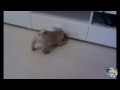 /71aecbc723-baby-mops-versucht-zu-bellen