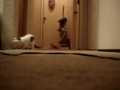 Cat vs Vacuum Cleaner