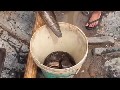 How to catch eel using bamboo trap