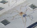 /033788d34d-giant-3d-spiders-painted-on-buildings