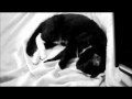 /06e88739b0-cute-kitty-cat-dreaming-nightmare
