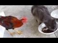 **  Katze VS: Chicken  **
