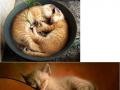 Ich bin ein Katze und schlafe wo ich mag .. :D