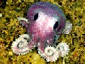 Purple Octopus - Newly Found Species of Deep-sea
