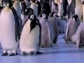 Pinguine die einfach nur sie selbst sind