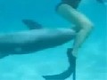 Notgeiler Delfin :D