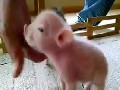 Ein Wurf putziger Schweinchen - Knuddelalarm!