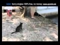 Katze kämpft gegen Killer-Krokodil