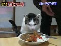 Japans Katzen mögen.....
