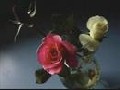 /f96c1ee0c2-china-roses