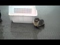 Northern Fur Seal Release