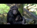 /7010a4c4ee-das-chimpcam-projekt-2-von-6