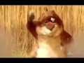 Lustige und fleißige Erdhörnchen funny cartoon