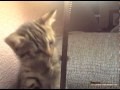 Kitteh Plays Tetherball