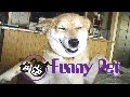 Pet Funny Moments Funny Animals Compilation New 2015 ✔