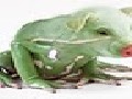 Frog Ham Hybrid