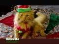 Animals of YouTube sing Jingle Bells