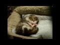 /69f42872a1-cute-baby-cat-kitten-compilation