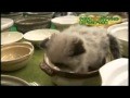 Kittens in Bowls!