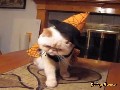 Unlucky Halloween Cat