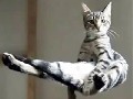 The Best of Epic Cats Compilation