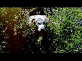 A Dog in a bush