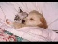 /bf53891c7c-divertido-video-de-perros-y-gatos
