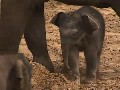 Elephant Kick