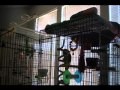 /b52acb3586-cute-parrot-sings
