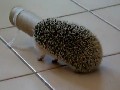 Hedgehog Stuck in a Tube
