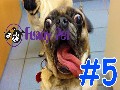 /2abfb20a17-a-funny-animal-videos-compilation-2015-5