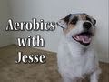 Aerobics with Jesse the Jack Russell Terrier