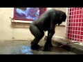 Break Dance Gorilla