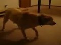 http://www.videobash.com/video_show/sleep-walking-dog-runs-into-wall-538