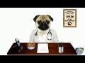 Mops erzählt Witze und berät Patienten! :-))
