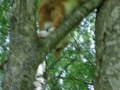 **  Katze klettert vom Baum  **