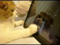 Cat Plays iPad Magic Piano