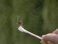 Effects Of Drugs And Alcohol On Spider Webs