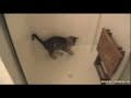 Kitteh Takes A Shower