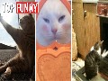 /0fe75cd650-24-cat-pictures-that-are-and-will-always-be-hilarious