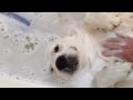 Casper the bath loving dog