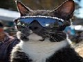 /a2581dcdda-cute-cat-posing-with-glasses