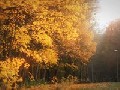/d6fe0dabb7-autumn-in-gold