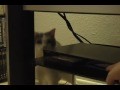 Katze greift DVD-Player an