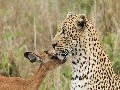 Freundschaft zwischen Leopard und Antilope