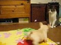 http://www.bofunk.com/video/11141/puppy_wants_cat_friend.html