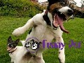 /46f4d9566e-funny-cats-funny-dogs-funny-pets-funny-videos-compilation