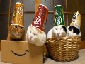 Sleepy Cats with Cups as Hats